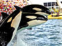 Miami Seaquarium